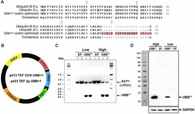 Different Expression Levels of Human Mutant Ubiquitin B+1 (UBB+1) Can Modify Chronological Lifespan or Stress Resistance of Saccharomyces cerevisiae